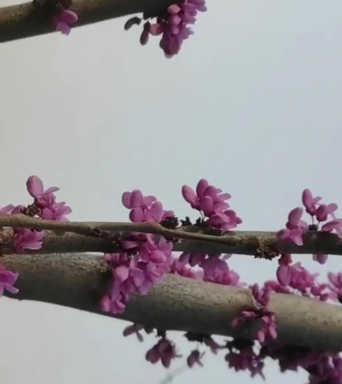 三月紫藤花