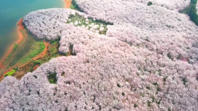 贵州最大的平坝樱花园，每年都人山人海。