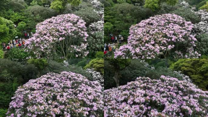 深圳梧桐山毛棉杜鹃花