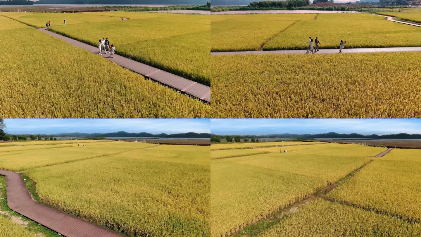 节假日一家人在金黄色稻田里休闲游玩度假