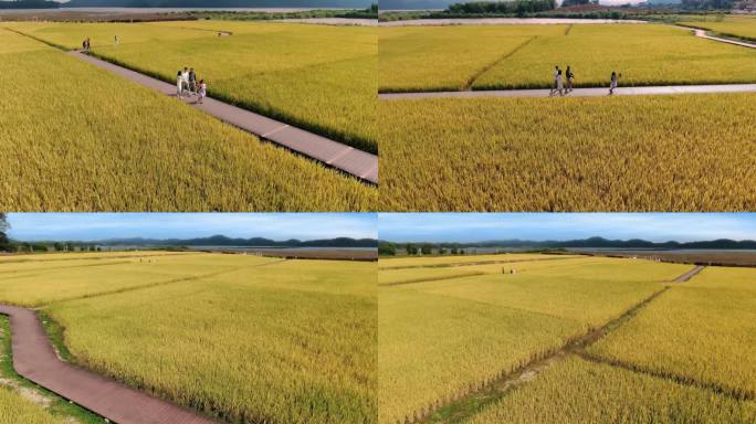 节假日一家人在金黄色稻田里休闲游玩度假