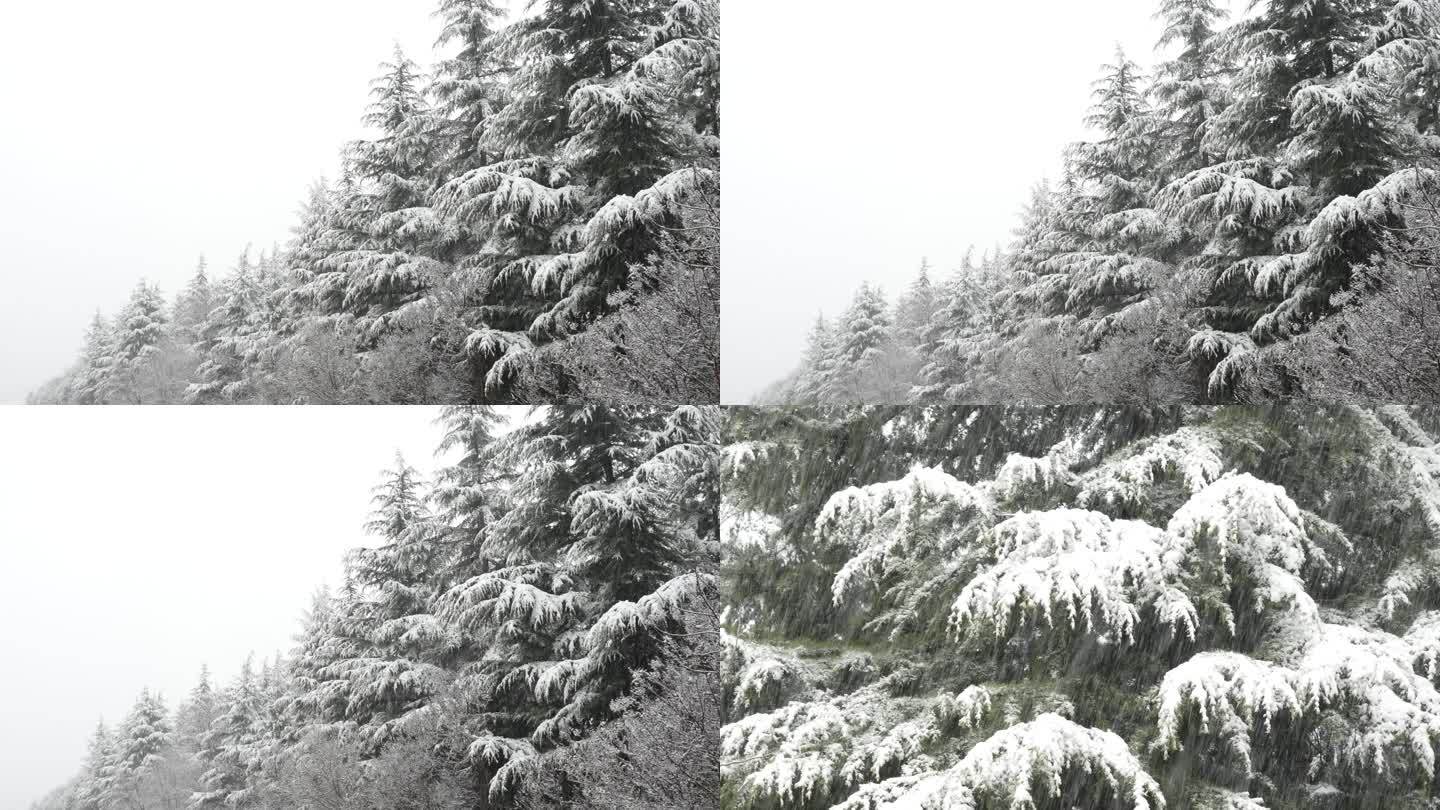 雪中松树林