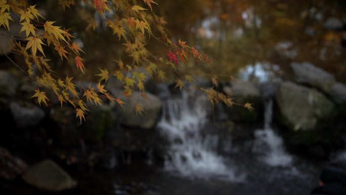杭州九溪秋天小溪前金黄的枫树叶被风吹动