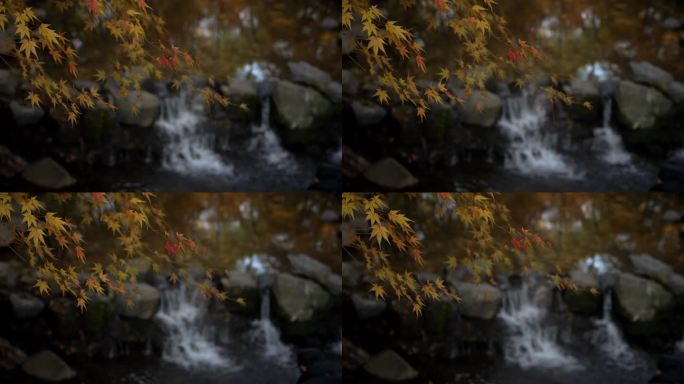 杭州九溪秋天小溪前金黄的枫树叶被风吹动