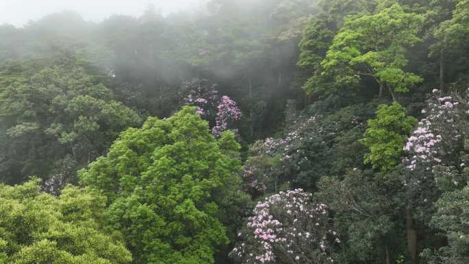 深圳梧桐山毛棉杜鹃花