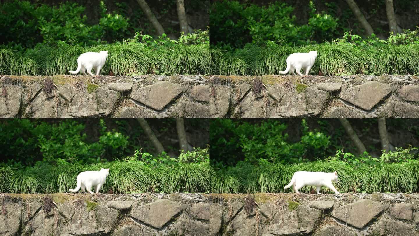 草丛中的白色小野猫
