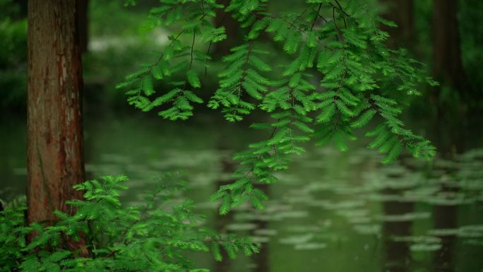 杭州虎跑雨天雨滴打在绿色树枝叶子落在水面