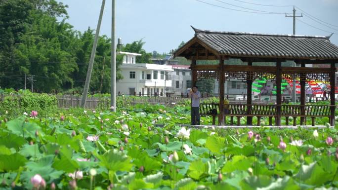 荷花