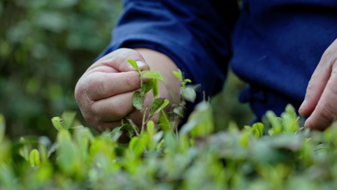 春天茶叶茶园人工采茶春茶手工采茶人工产业