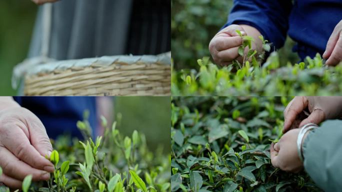 春天茶叶茶园人工采茶春茶手工采茶人工产业