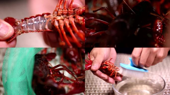 【镜头合集】小龙虾身上的污渍刷洗小龙虾1