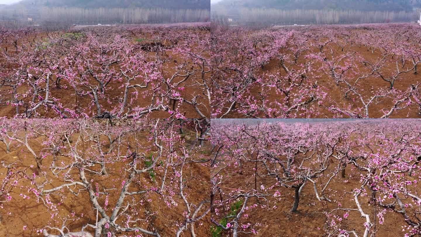 航拍山亭岩底桃花