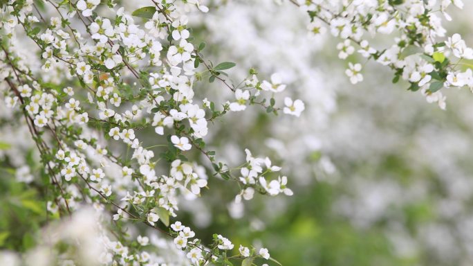 春天白色珍珠绣线菊鲜花在风中摇曳