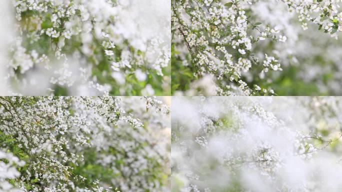 春天白色珍珠绣线菊鲜花在风中摇曳