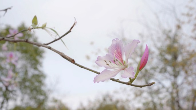 深圳聚龙山公园樱花谷花海