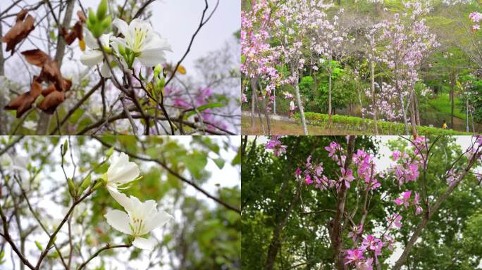 实拍深圳聚龙山公园樱花谷花海4K