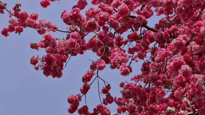 春暖花开樱花盛开