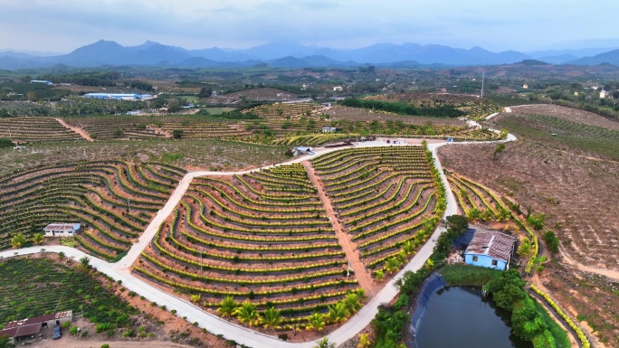 航拍海南火龙果基地 火龙果开花