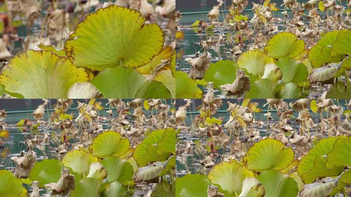 【镜头合集】秋冬季节枯萎的荷叶荷花池塘1