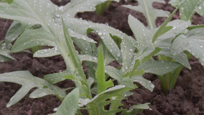 菜地下雨水珠喷淋灌溉