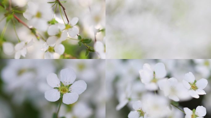 春天白色小花珍珠绣线菊花特写