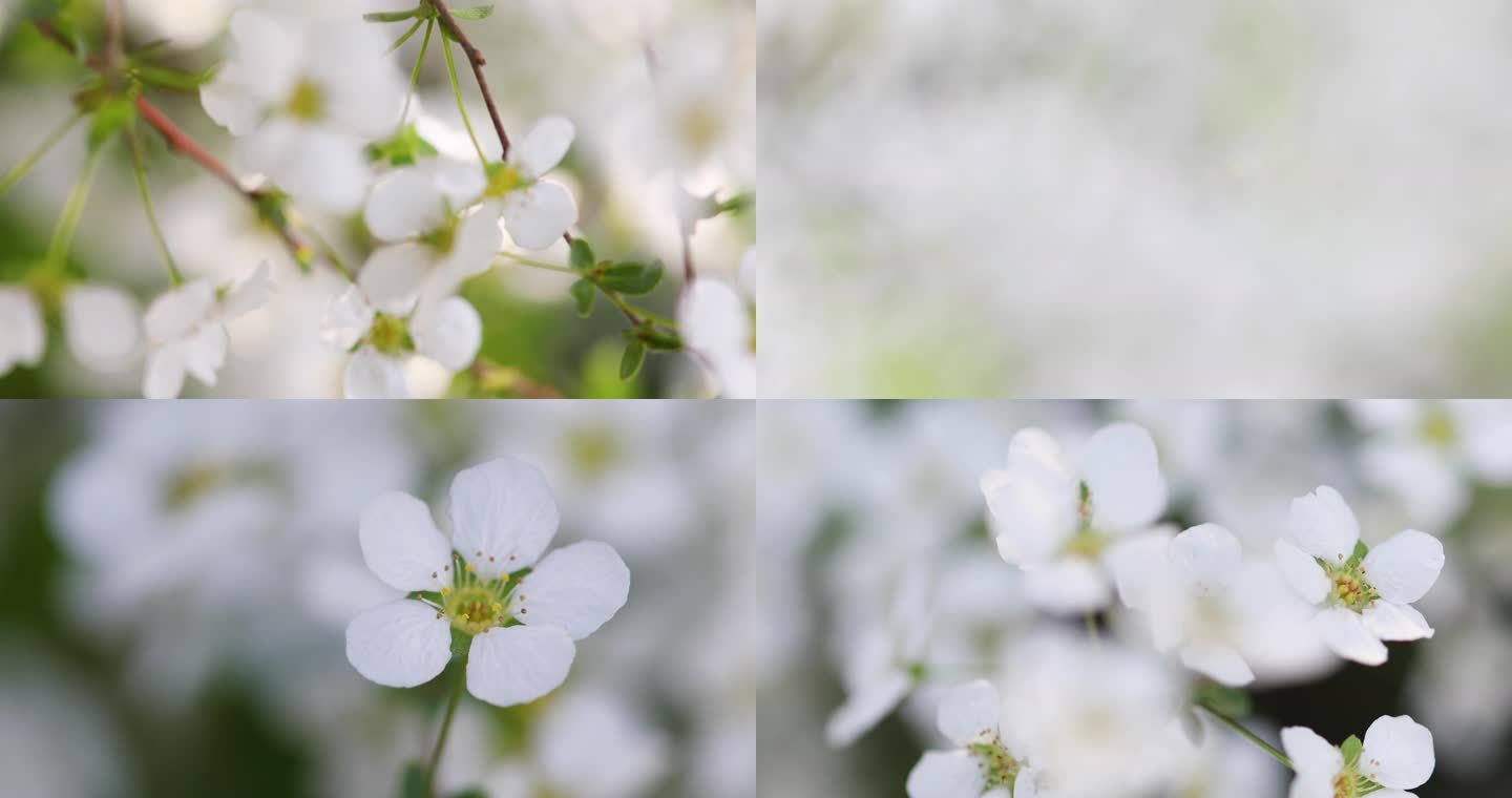 春天白色小花珍珠绣线菊花特写