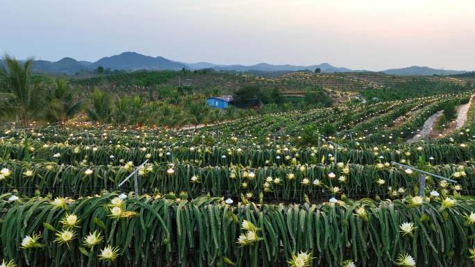 航拍海南火龙果基地 火龙果开花