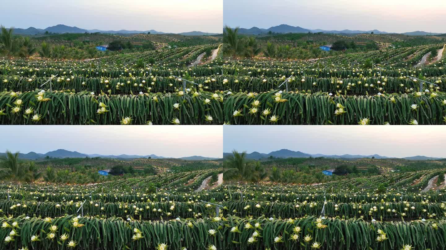 航拍海南火龙果基地 火龙果开花