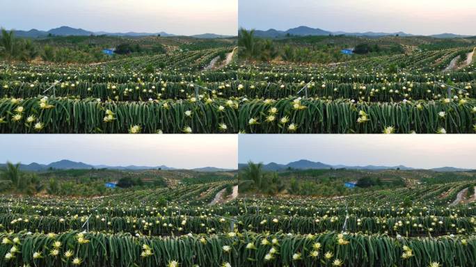 航拍海南火龙果基地 火龙果开花