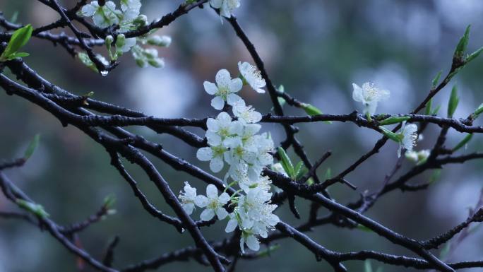 4K李子花加拿大棠棣