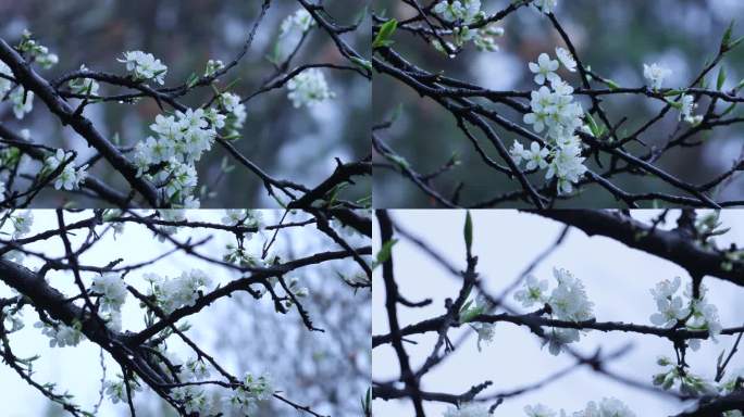 4K李子花加拿大棠棣