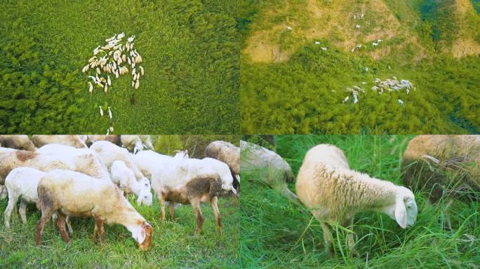 羊群 山坡放羊 山羊 吃草 羊群 羊