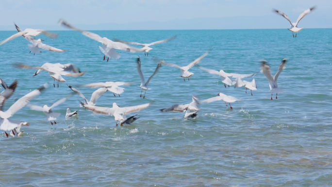青海湖棕头鸥海鸥鸟群