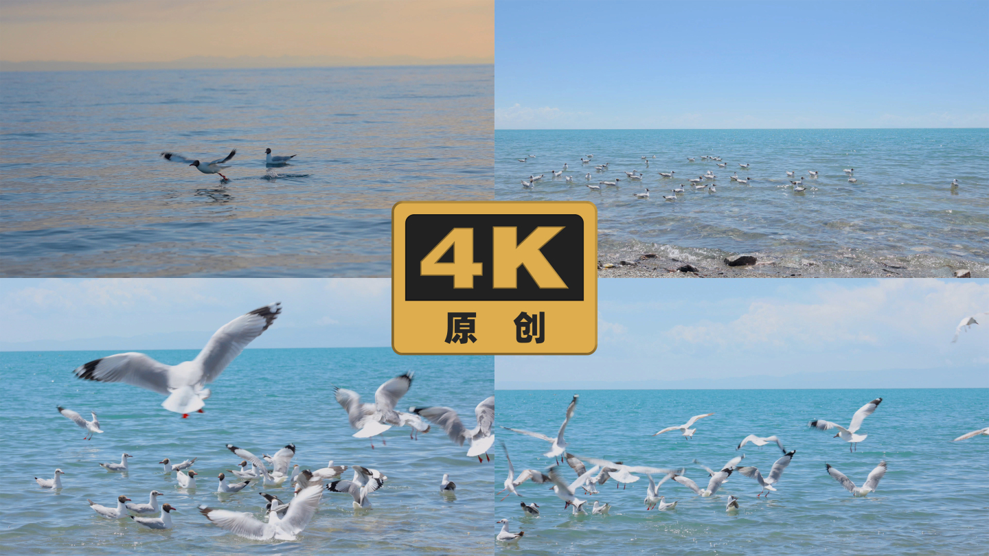 青海湖棕头鸥海鸥鸟群