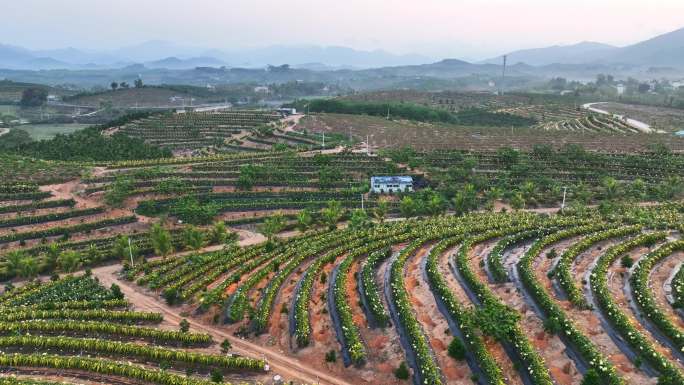 航拍海南火龙果基地 火龙果开花