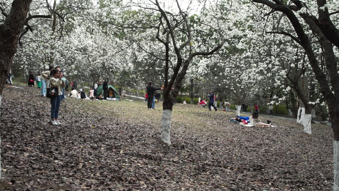 春天成都植物园梨花开市民游客梨园赏花游览