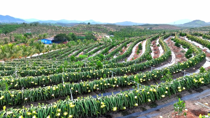 航拍海南火龙果基地 火龙果开花