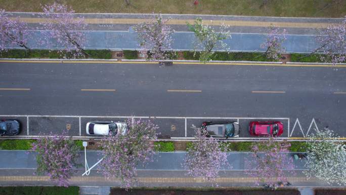深圳龙岗宝龙四路路边停车位樱花盛开