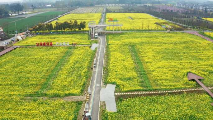 农村油菜花 新农村 乡村振兴 4K 航拍