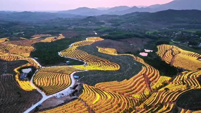 航拍海南火龙果基地 火龙果开花