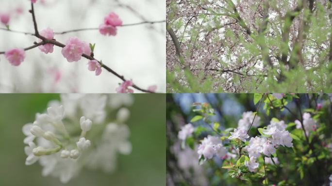 初春桃花/海棠花盛开花骨朵/花蕊
