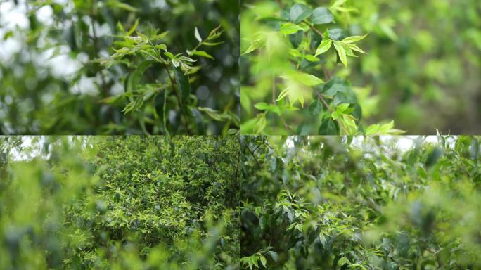 小叶苦丁茶嫩芽微距特写4k实拍视频合集