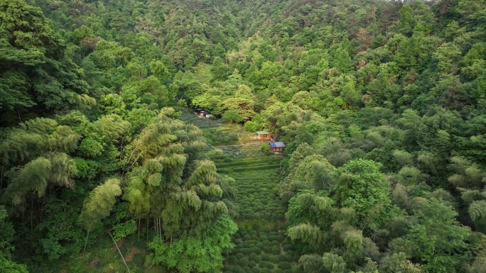 航拍杭州上天竺树林中的茶园