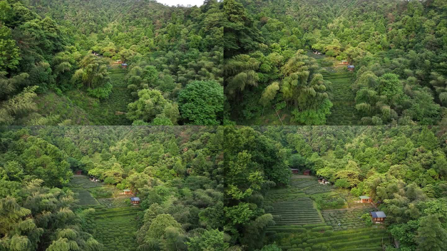 航拍杭州上天竺树林中的茶园