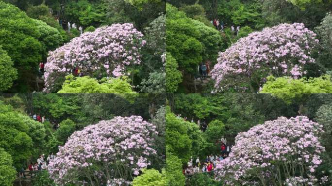 深圳梧桐山毛棉杜鹃花