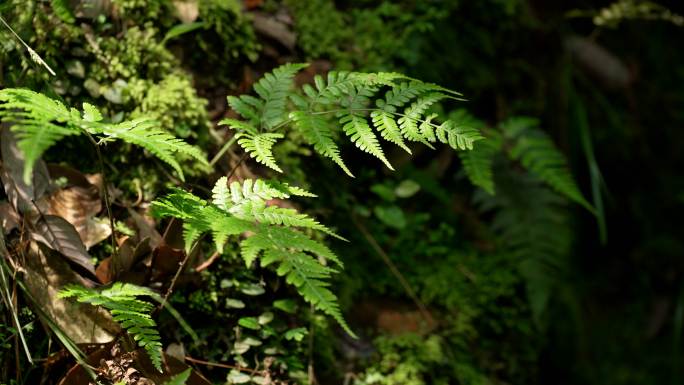 杭州虎跑晴天微风吹过绿色蕨类植物树叶