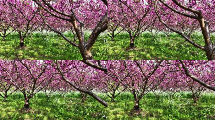 春天阳光下果园里盛开的桃花