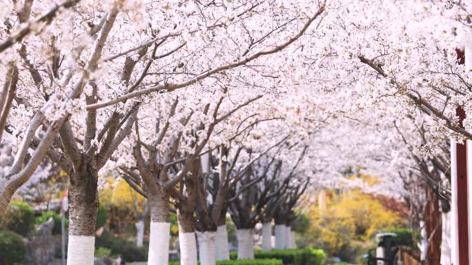 春天公园樱花树花瓣散落