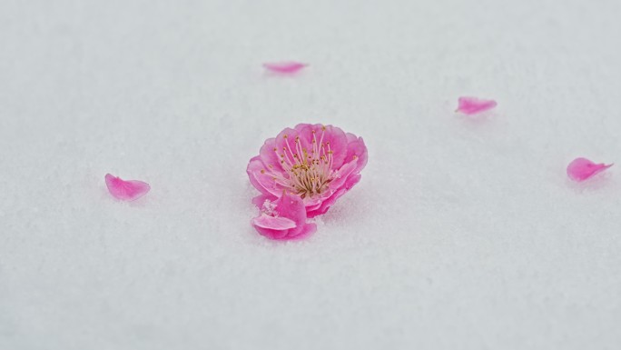 雪中桃花 花瓣