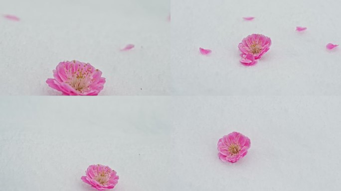 雪中桃花 花瓣